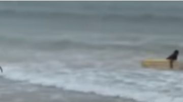 La surfista brasileña de 23 años, Luzimara Souza, murió electrocutada por un rayo cuando entrenaba en el mar