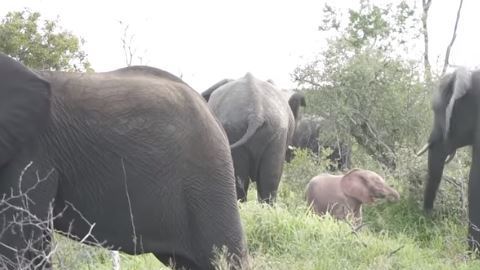 Una condición llamada leucismo hace que los elefantes tengan la piel rosada.