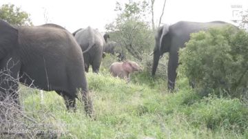 Una condición llamada leucismo hace que los elefantes tengan la piel rosada.
