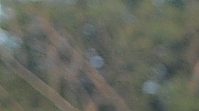 Cicero Jaguars buscará jugadoras el 30 de marzo en Chitown de 1 pm a 3 pm. (Javier Quiroz / La Raza)