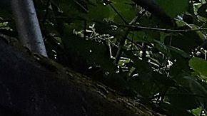 Muchas de ellas se construyeron en los años 1920 y 1930, cuando se levantaron los rieles de los viejos tranvías.