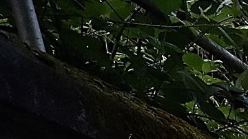 Muchas de ellas se construyeron en los años 1920 y 1930, cuando se levantaron los rieles de los viejos tranvías.