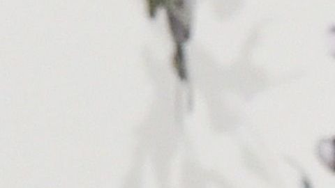 Entre los acusados se encuentran las actrices de Hollywood Lori Loughlin y Felicity Huffman.