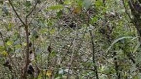 La búsqueda en una nueva fosa clandestina en el oriental estado mexicano de Veracruz ha arrojado hasta el momento el hallazgo de 15 cuerpos