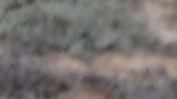 El Gobierno de López Obrador ofrece visas humanitarias a centroamericanos.