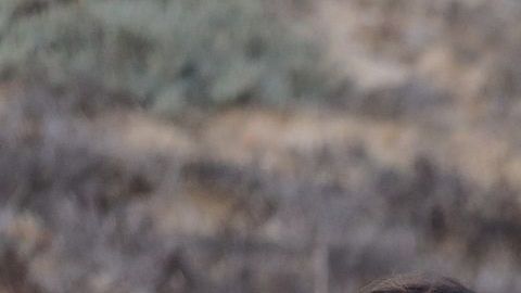 El Gobierno de López Obrador ofrece visas humanitarias a centroamericanos.