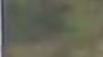 Ataque Nueva Zelanda