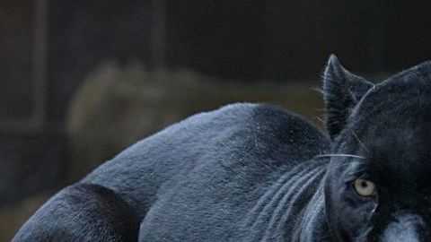 Un jaguar negro atacó a una visitante.