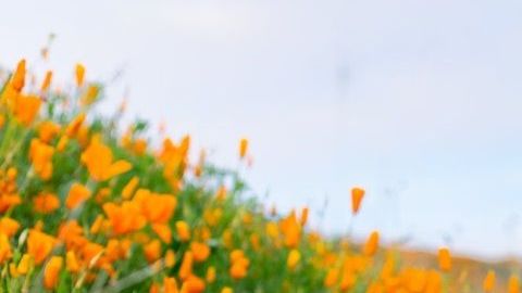 El lago Elsinore se está robando la atención de cientos de turistas que llegan al lugar para contemplar esta maravilla de la naturaleza.