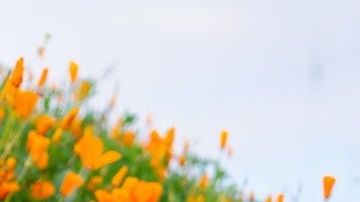 El lago Elsinore se está robando la atención de cientos de turistas que llegan al lugar para contemplar esta maravilla de la naturaleza.