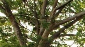 En el contingente hay al menos 200 cubanos.