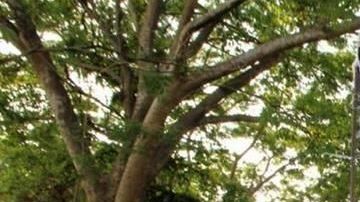 En el contingente hay al menos 200 cubanos.