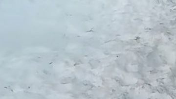 Dos días después los hombres regresaron para cubrir la evidencia y empacar los cachorros en bolsas de plástico.