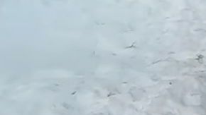 Dos días después los hombres regresaron para cubrir la evidencia y empacar los cachorros en bolsas de plástico.