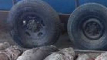 Pez Totoaba pescado ilegalmente por cárteles en México