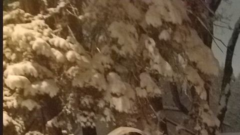 Este grupo de amigos ayudó a quitar la nieve a su vecina.