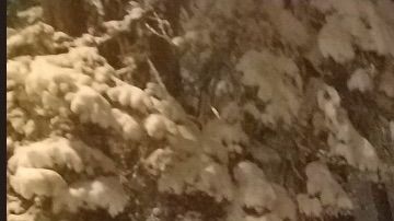 Este grupo de amigos ayudó a quitar la nieve a su vecina.