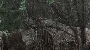 Los "narcolaboratorios" fueron desmantelados por la Semar.