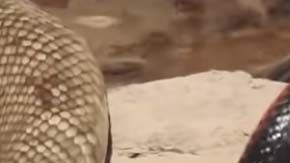 Los reptiles fueron grabados en Ballandean, Australia.