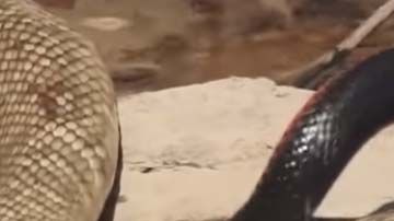 Los reptiles fueron grabados en Ballandean, Australia.