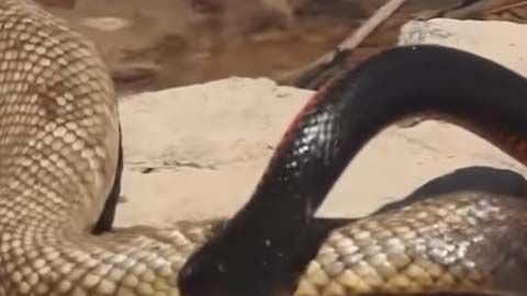 Los reptiles fueron grabados en Ballandean, Australia.