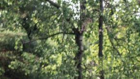 shutterstock_1232275327