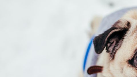 shutterstock_1250303608