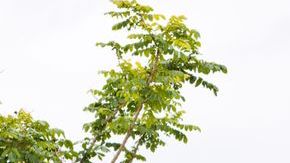 shutterstock_1314550886