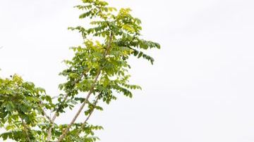 shutterstock_1314550886