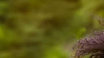 shutterstock_300761879