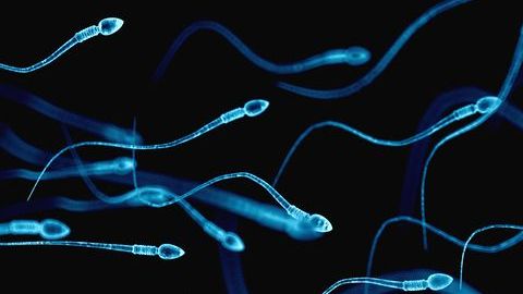 El semen permaneció congelado a 196 grados bajo cero.