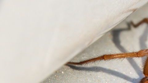 La mujer fue mordida por una araña reclusa parda, altamente peligrosas.