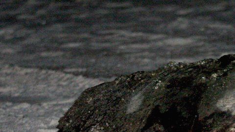 Tortugas en costas mexicanas.