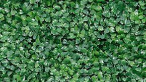 Kim Kardashian es una de las celebridades más buscadas en la red.