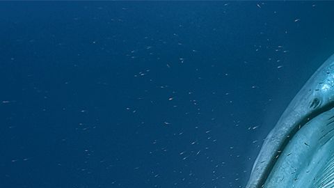 Las ballenas son un indicador de la salud de los ecosistemas.