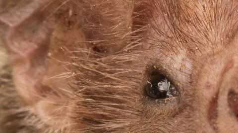 Los murciélagos tienen desarrollada su capacidad de ecolocalización.