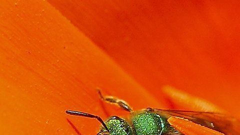 Las abejas se alimentaban del sudor de la mujer.