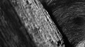 106464471_gettyimages-108093127