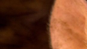 Consiguieron reactivar limitadamente la actividad cerebral de cerdos muertos.