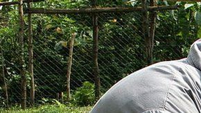 ¿La fiebre de los selfies llegó a los gorilas?