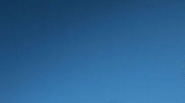 El avestruz es originario de África.