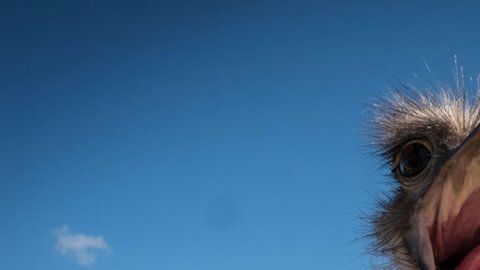 El avestruz es originario de África.