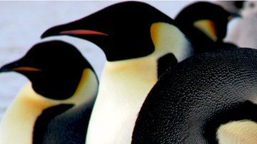 Los pinguinos emperador necesitan una plataforma estable para sus crías.