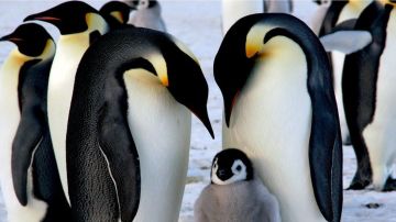 Los pinguinos emperador necesitan una plataforma estable para sus crías.