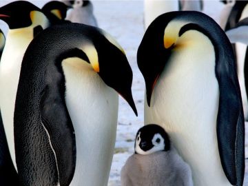 Los pinguinos emperador necesitan una plataforma estable para sus crías.