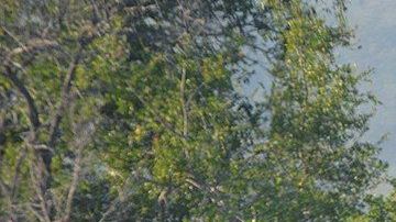 Leones en Kruger National Park.