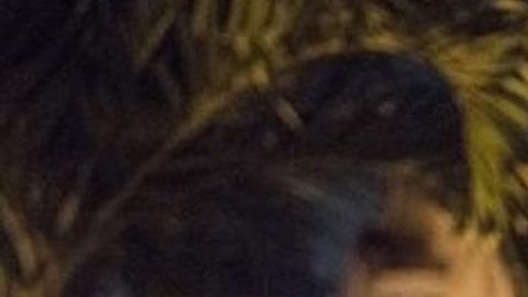 Dos nueva leyes permitirían a ICE operar con mayor facilidad en Florida.