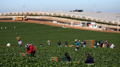 Jornaleros de San Quintín, en el estado mexicano de Baja California.