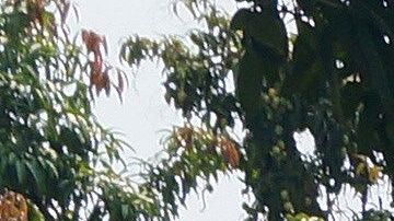 Los manifestantes quemaron las imágenes frente a una estación de migrantes en México.