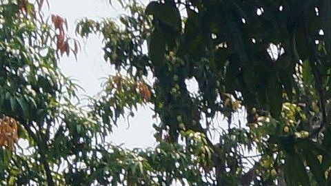 Los manifestantes quemaron las imágenes frente a una estación de migrantes en México.